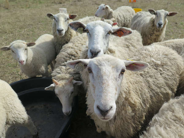 Sheep Ladies